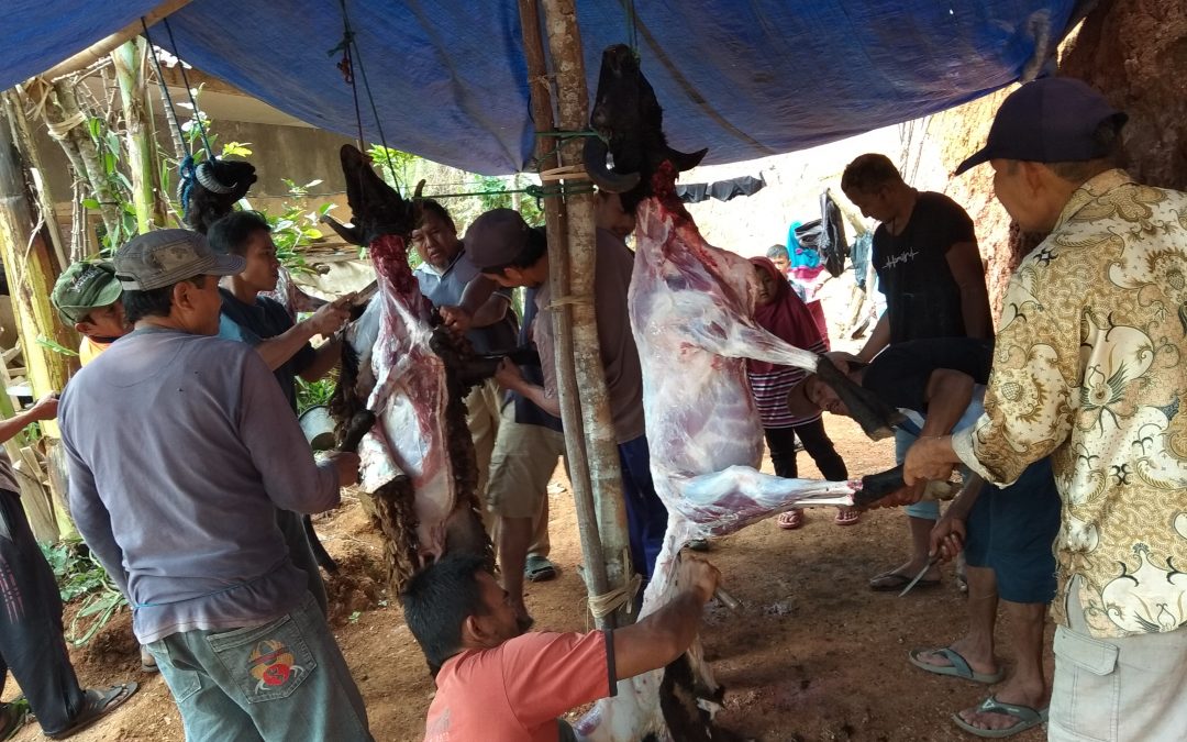 DKM MIFTAHULHUDA TERIMA 4 EKOR DOMBA UNTUK KURBAN