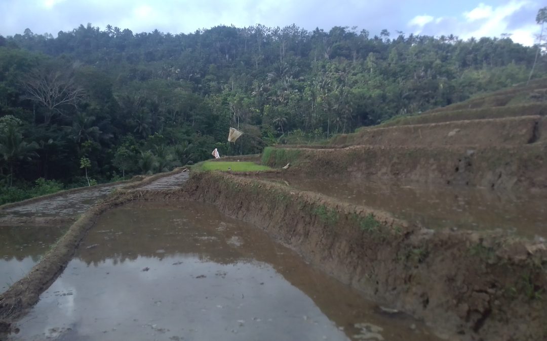 Persiapan musim tanam padi