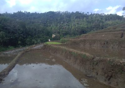 Persiapan musim tanam padi