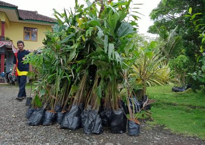 Bantuan bibit tanaman untuk pemulihan sumber mata Air